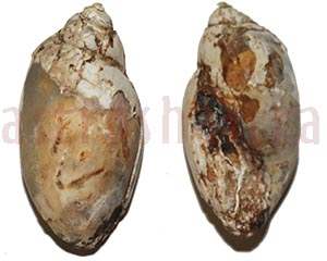 heera shankh